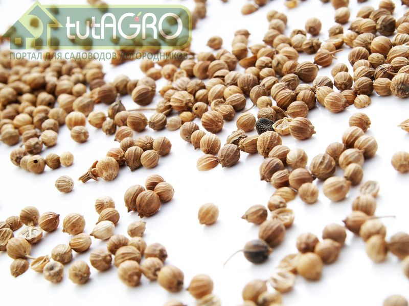 Что посеять осенью? - AGROzen