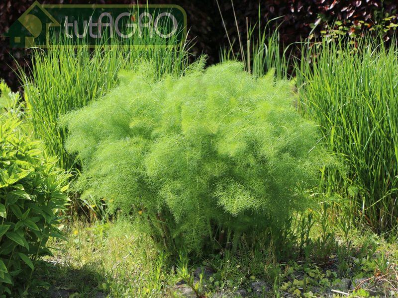 Что посеять осенью? Фенхель! - AGROzen 