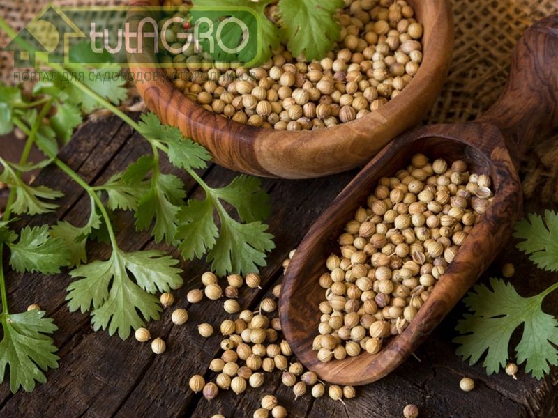 Что посеять? Кориандр! - AGROzen