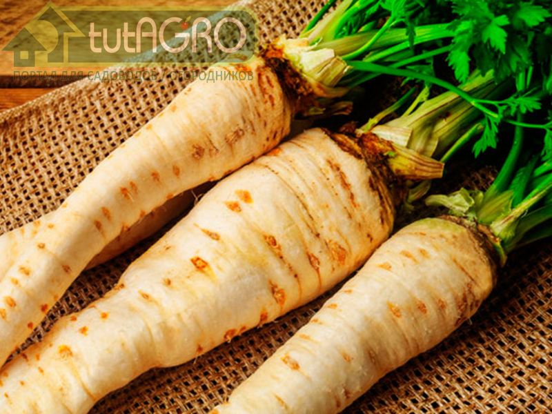 Будем сеять пастернак! - AGROzen