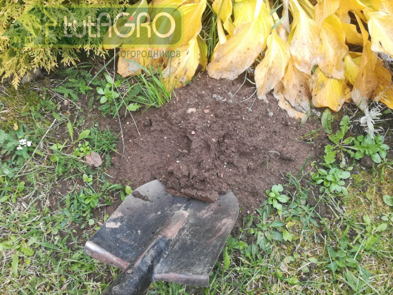 Земля для рассады. Можно заготавливать почву кротовин. Но это необязательно - AGROzen