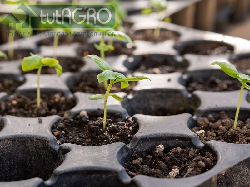 Самозаготовка земли для рассады - AGROzen