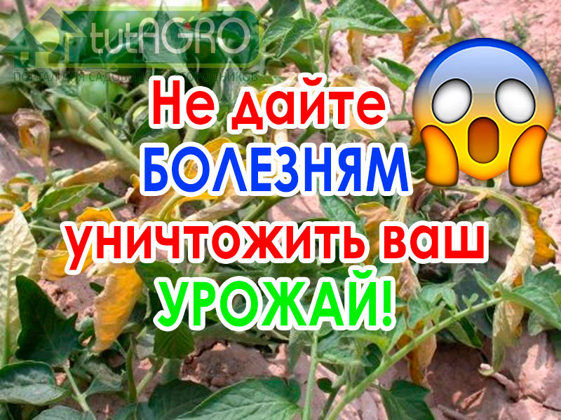 Закройте дверь болезням и вредителям! - AGROzen