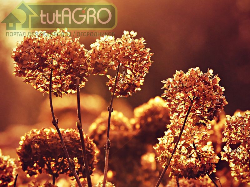 Гортензия: зимнее укрытие - AGROzen