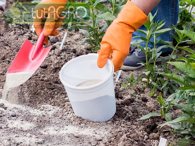 Угостите огород «доломиткой» - AGROzen