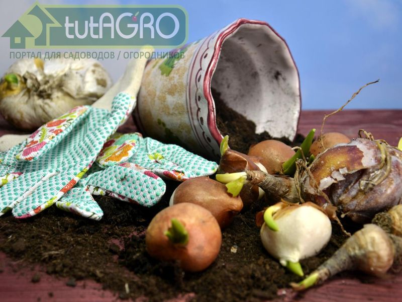 Выгонка цветов - AGROzen