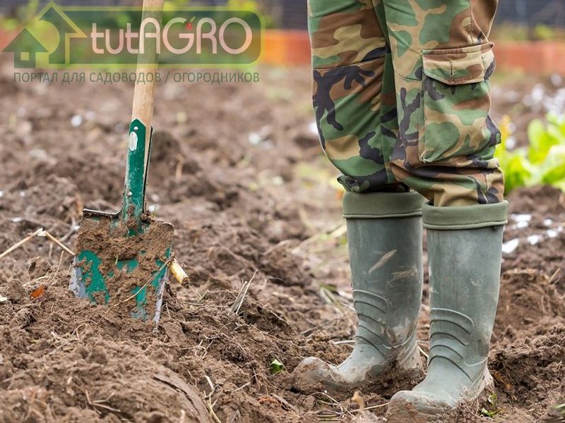 Почвозащита - эффективное средство улучшения почвы - AGROzen