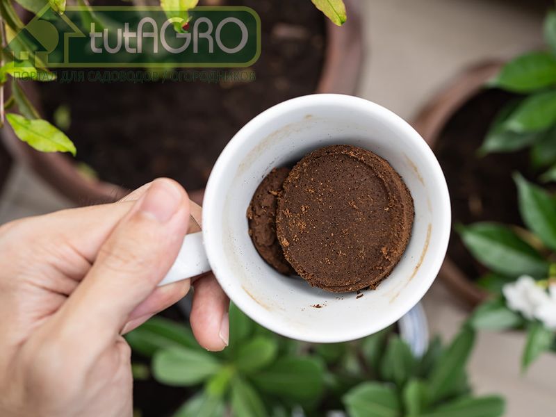 Приготовление триходермы из кофейной гущи - AGROzen