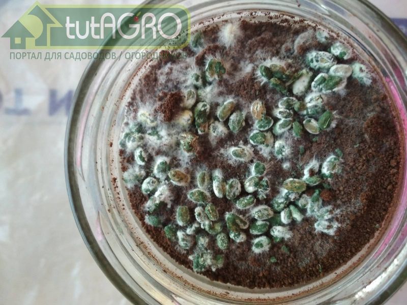 Кофейная триходерма хорошо хранится в закрытой банке - AGROzen