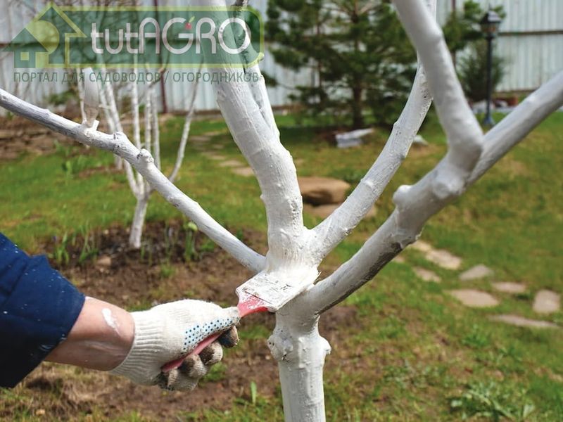 Молодые деревья (до 6-летнего возраста) желательно не белить известью - AGROzen