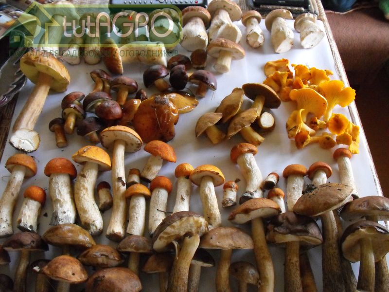 Сушилка для грибов - AGROzen