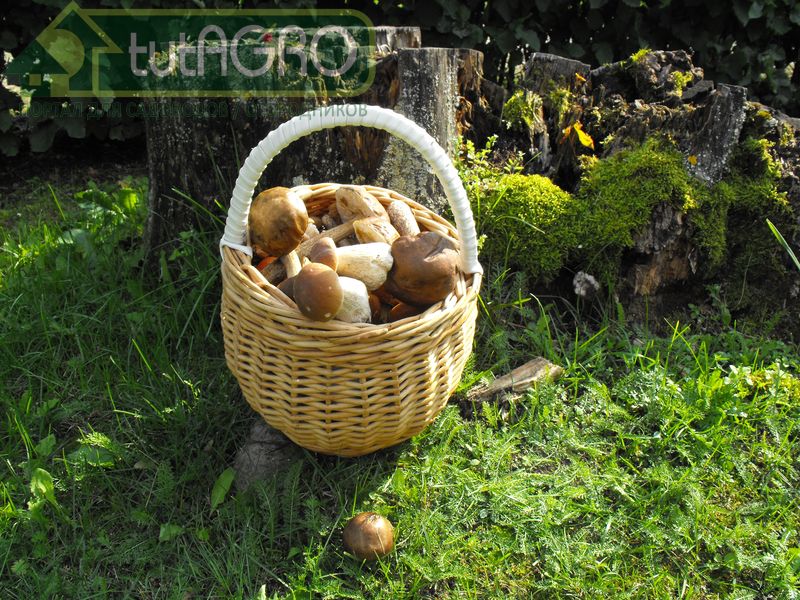 Простая сушилка для грибов своими руками - AGROzen