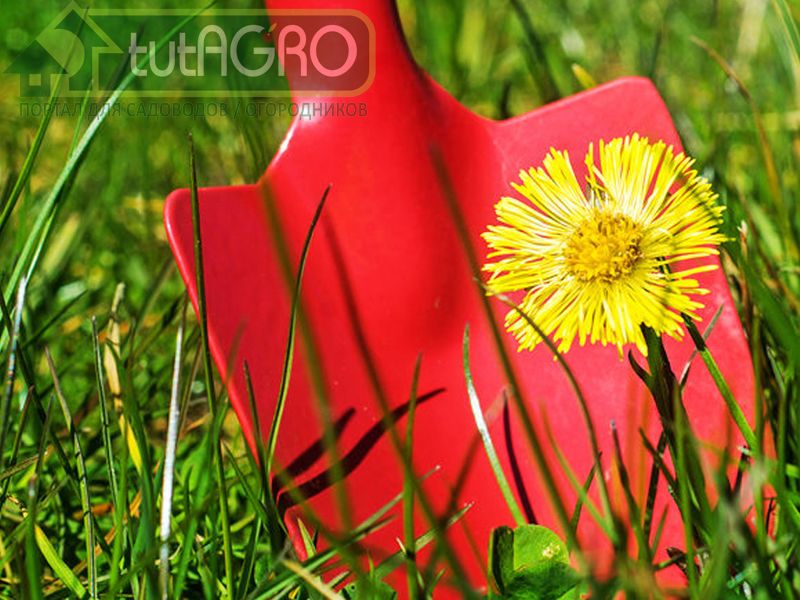 Польза и вред гербицидов - AGROzen