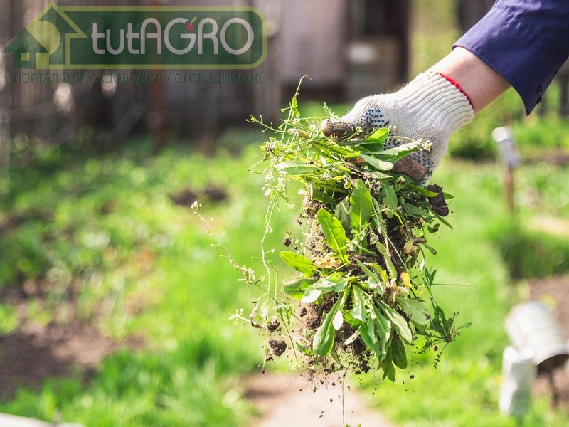 Гербициды - AGROzen