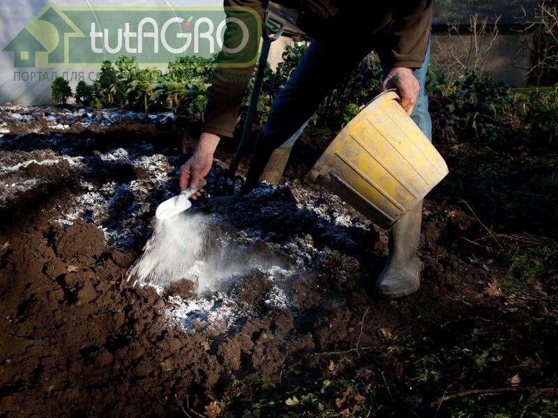Под перекопку почвы внесите древесную золу - AGROzen