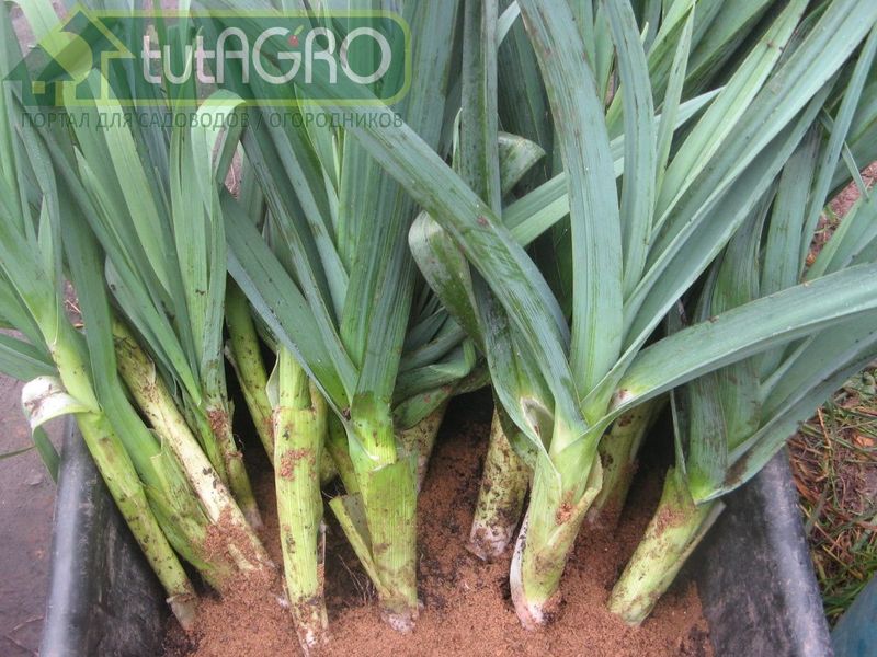 Если урожай лука-порея удался - AGROzen