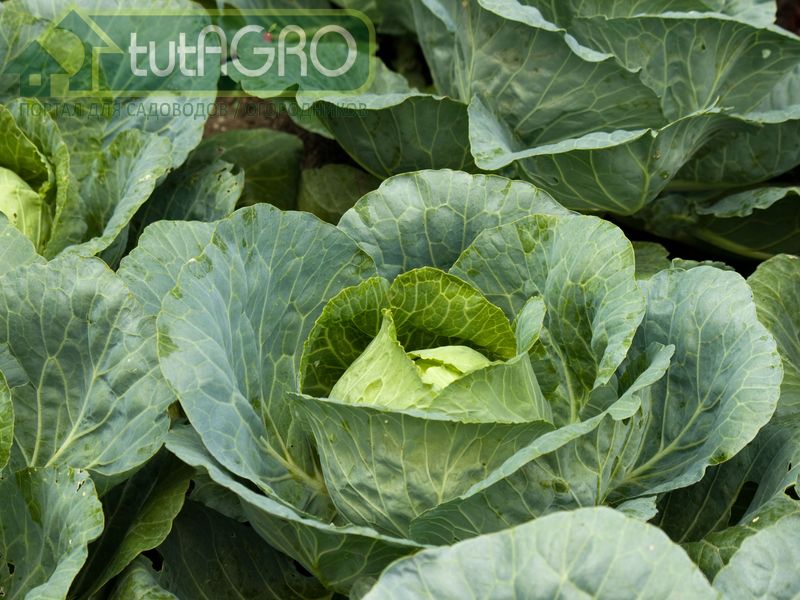С листовой капустой кале гораздо проще - AGROzen
