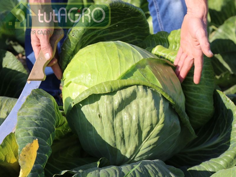 Капусту на хранение надо закладывать отдельно - AGROzen