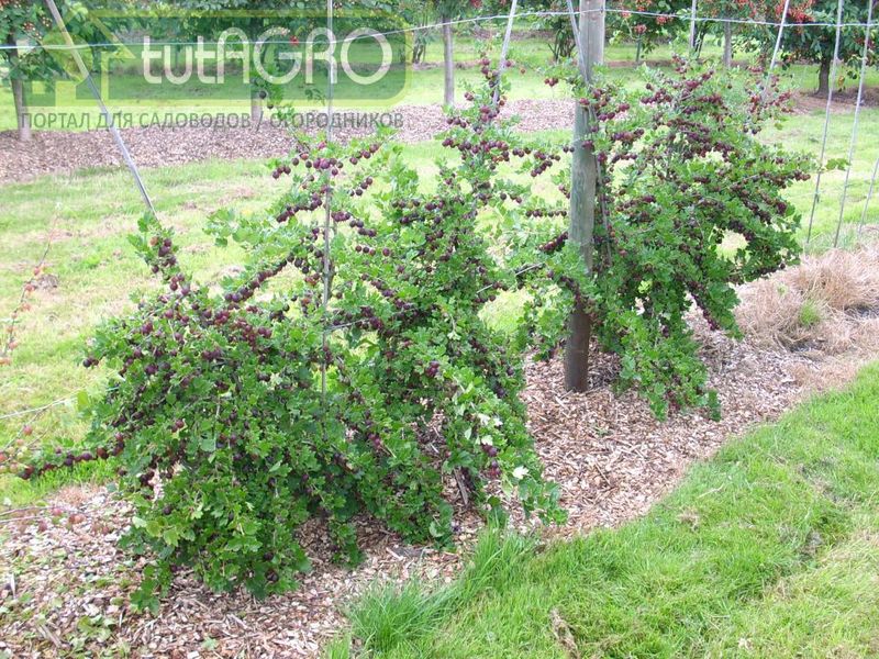 Крыжовник на шпалере - AGROzen