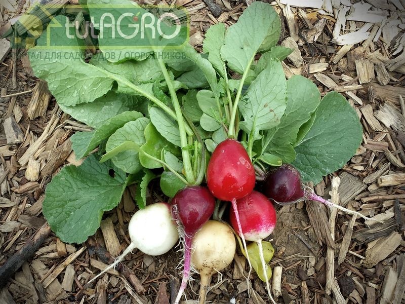 Точной даты для посева нет - AGROzen