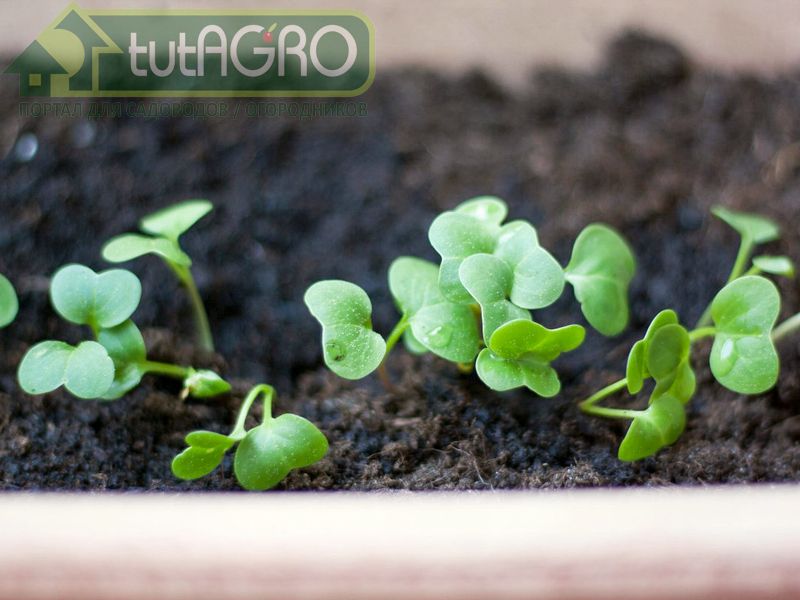 Садить редис под зиму? - AGROzen