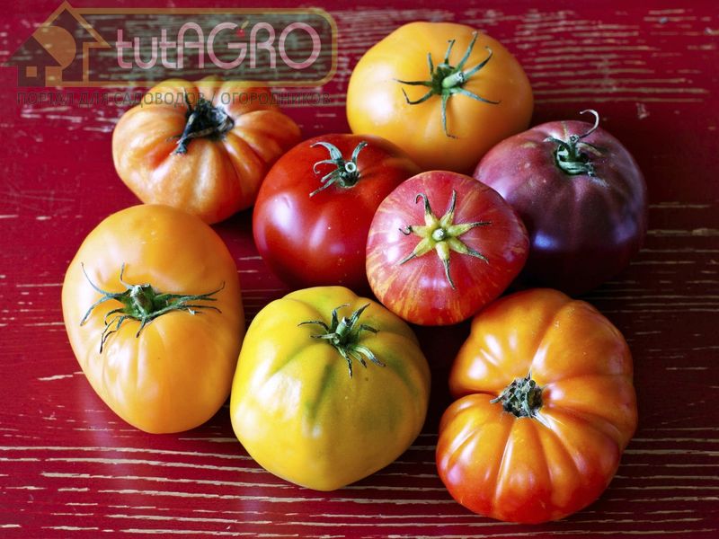 Метод подзимнего посева томата еще не очень распространен среди огородников - AGROzen