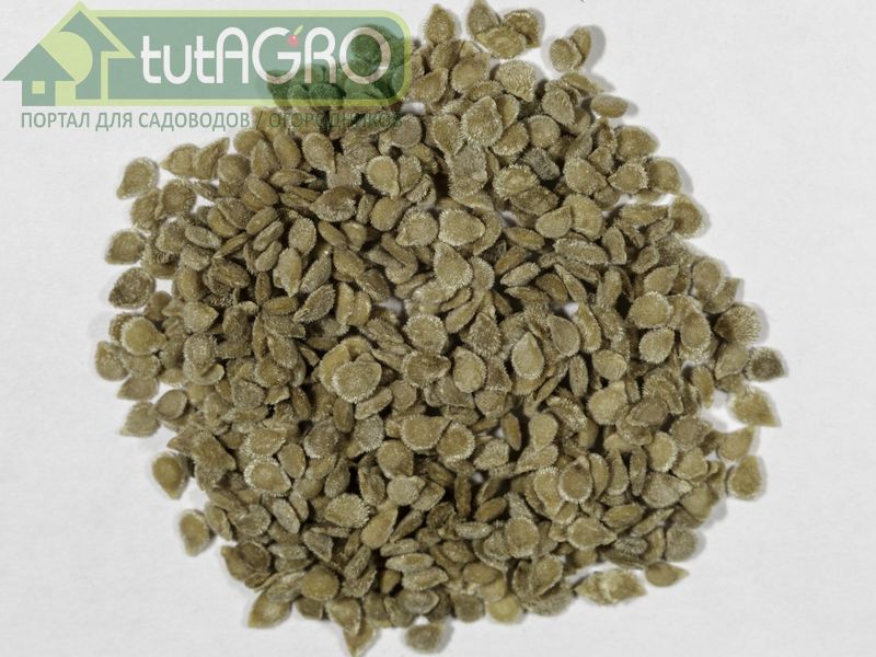 Правильный выбор сорта обеспечивает успех подзимнего сева - AGROzen