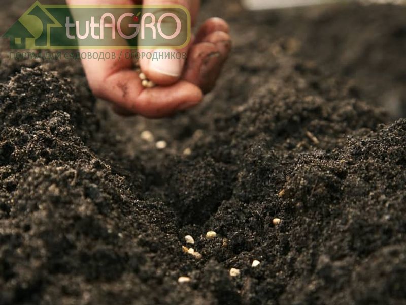 После появления всходов грядки подрыхлить и дождаться полного развития первого настоящего листа - AGROzen