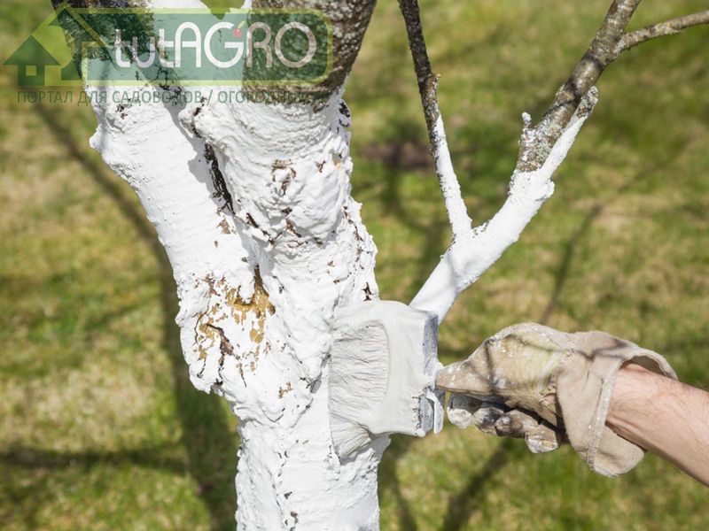 Чем нужно белить деревья? - AGROzen