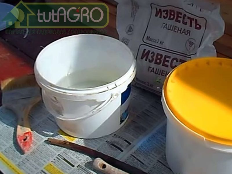 Используйте побелку на основе мела или извести - AGROzen