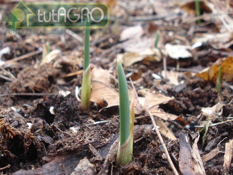 Что делать, если чеснок взошел рано? - AGROzen