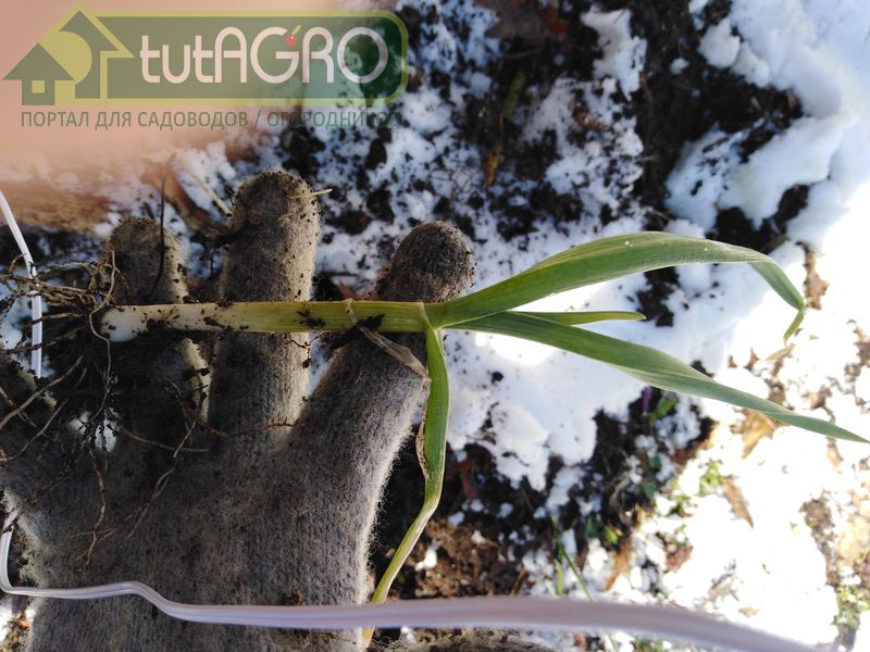 Что  можно сделать, чтобы не потерять урожай чеснока? - AGROzen