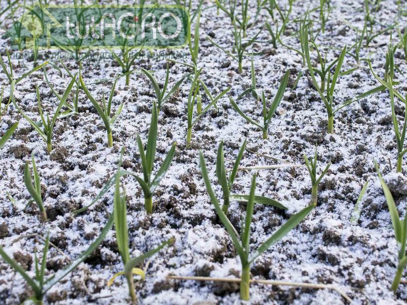 Кратковременные понижения температуры не нанесут вреда росткам чеснока - AGROzen