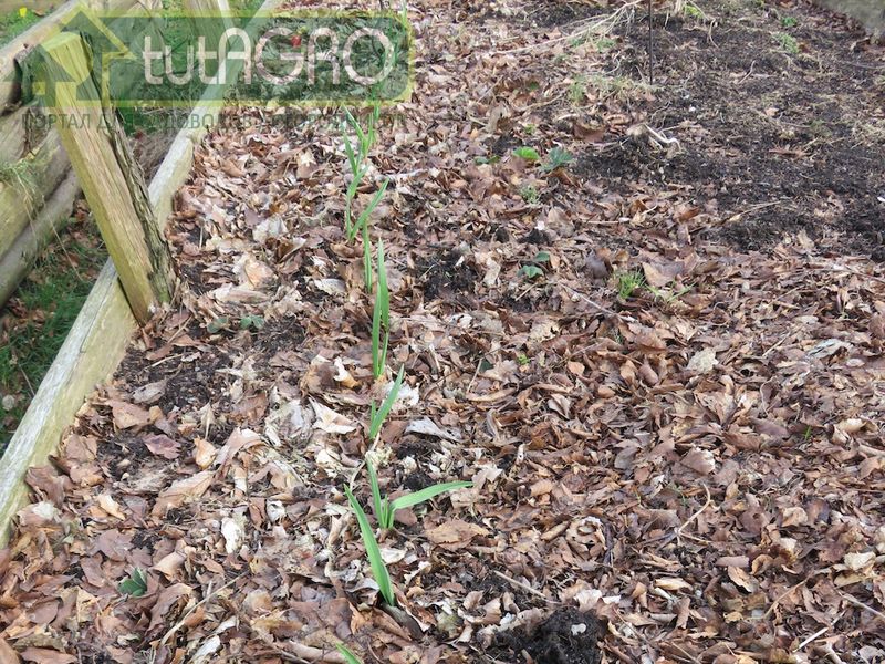 Что делать, если чеснок взошел слишком рано? - AGROzen