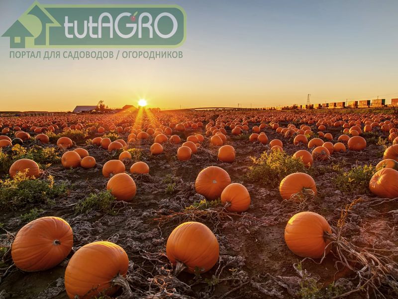 На здоровье! - AGROzen