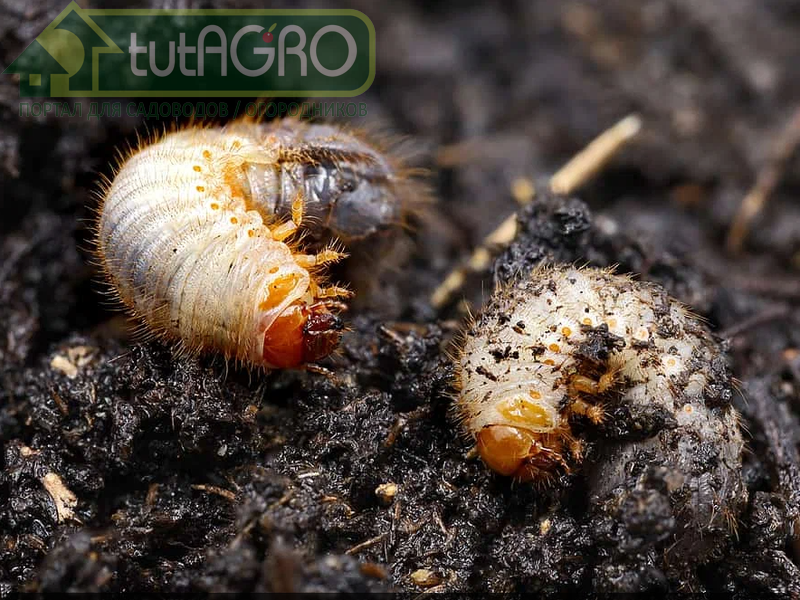 А кто это? Убивать или оставить в живых? - AGROzen