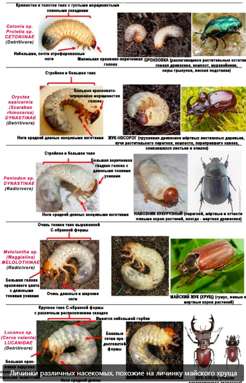 Таблицы помогут вам получше разобраться в хитростях строения личинок - AGROzen