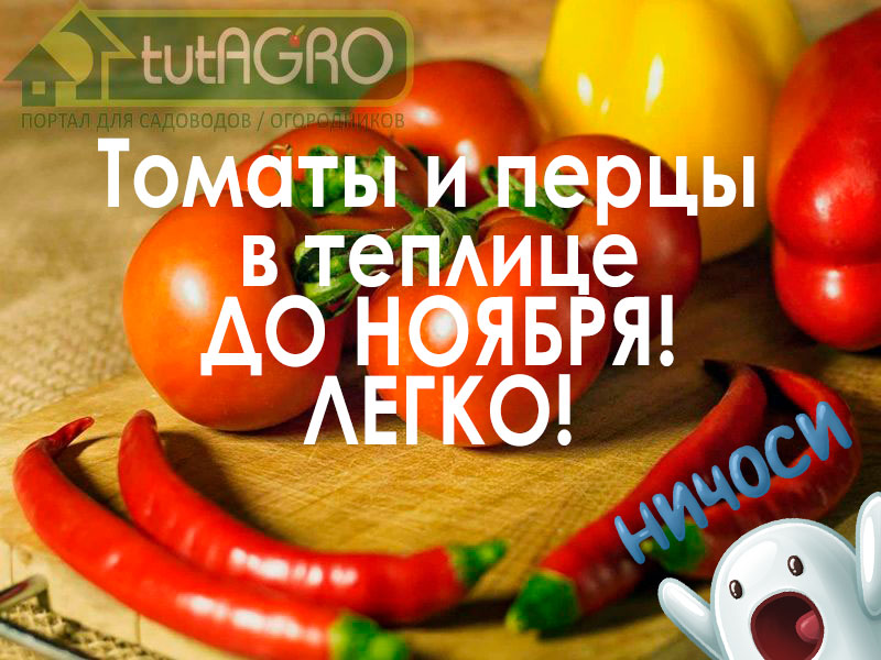 Как вырастить томаты? Как получить много томатов и увеличить количество завязей на помидорах? Есть хорошее средство! После этого средства томатов нарастает в разы больше и они плодоносят гораздо дольше. Как выращивать томаты и перцы до ноября?