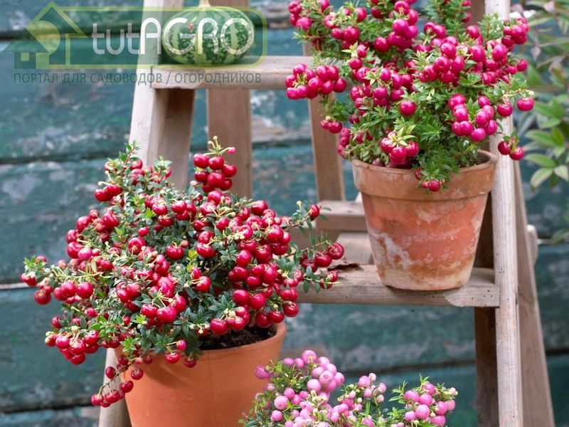 Ярмарка красок - AGROzen