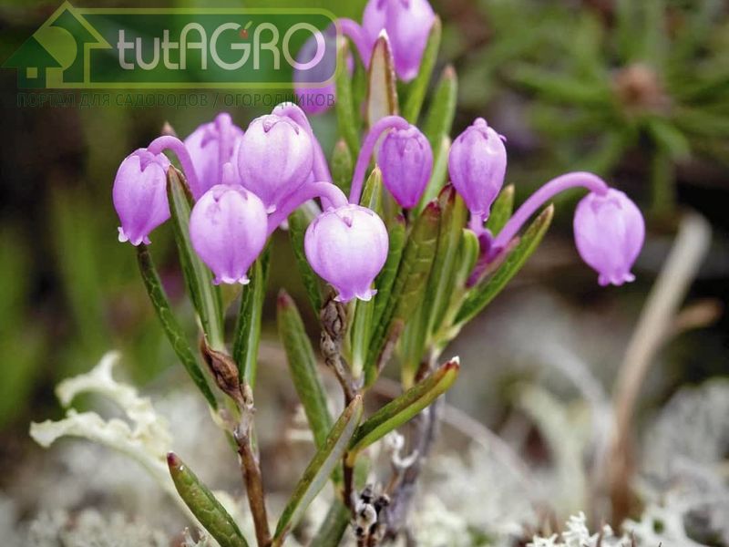 Подбел (Андромеда) - AGROzen