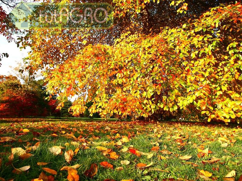 Для мульчирования и укрытия лучше использовать листву ландшафтных или свободнорастущих деревьев - AGROzen