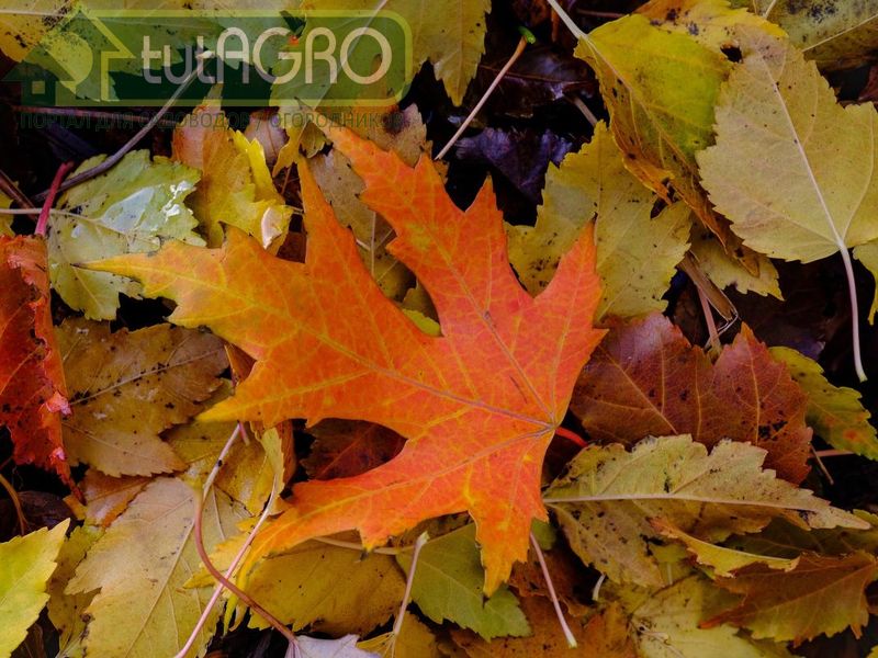 Как правильно мульчировать листьями - AGROzen