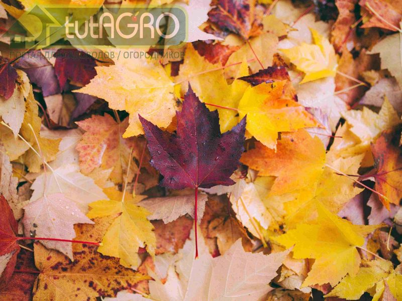 Самыми подходящими для укрытия растений на зиму являются листья клена - AGROzen