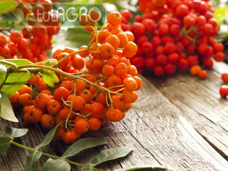 Осенние дары. Калина и рябина - AGROzen