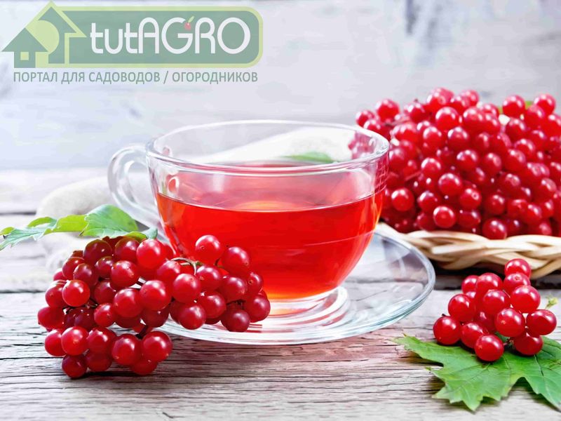 Плоды калины содержат валериановую кислоту и ее эфиры Плоды калины содержат валериановую кислоту и ее эфиры - AGROzen