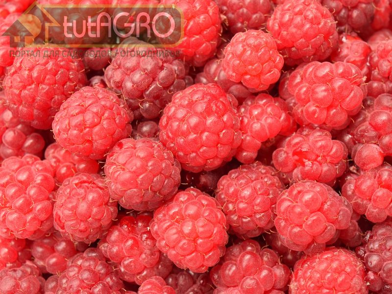 Как обрезать малину? Как обрезать малину? - AGROzen