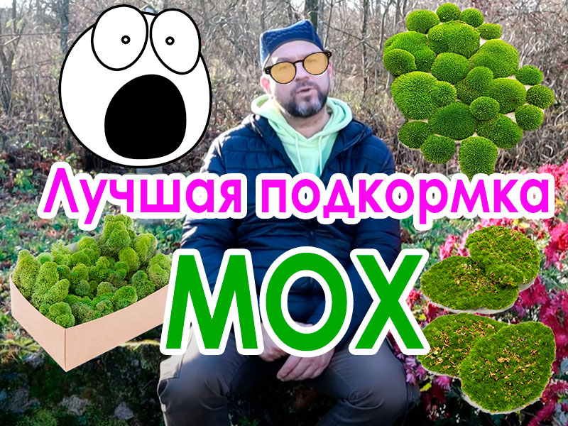 В лесу и на камнях, на крыше и даже просто на тротуаре можно найти ценнейшее биологическое средство для ухода за почвой и растениями. Имя этому средству - мох! Вместо дорогих препаратов - подкормка мхом!