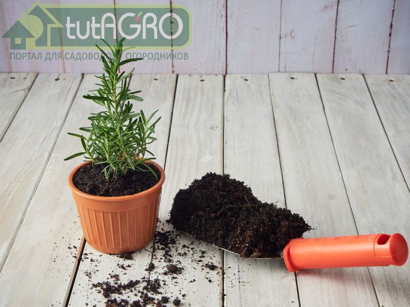 Нужно ли утеплять пряно-ароматные растения - AGROzen