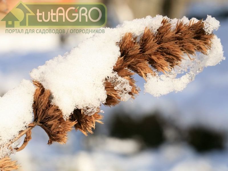 Предзимье в аптекарском огороде - AGROzen