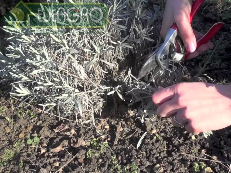 Обрезка тимьяну ни к чему - AGROzen